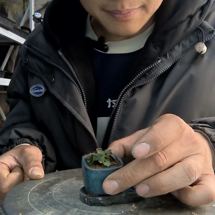 S**K小盆景小植物一物一拍106