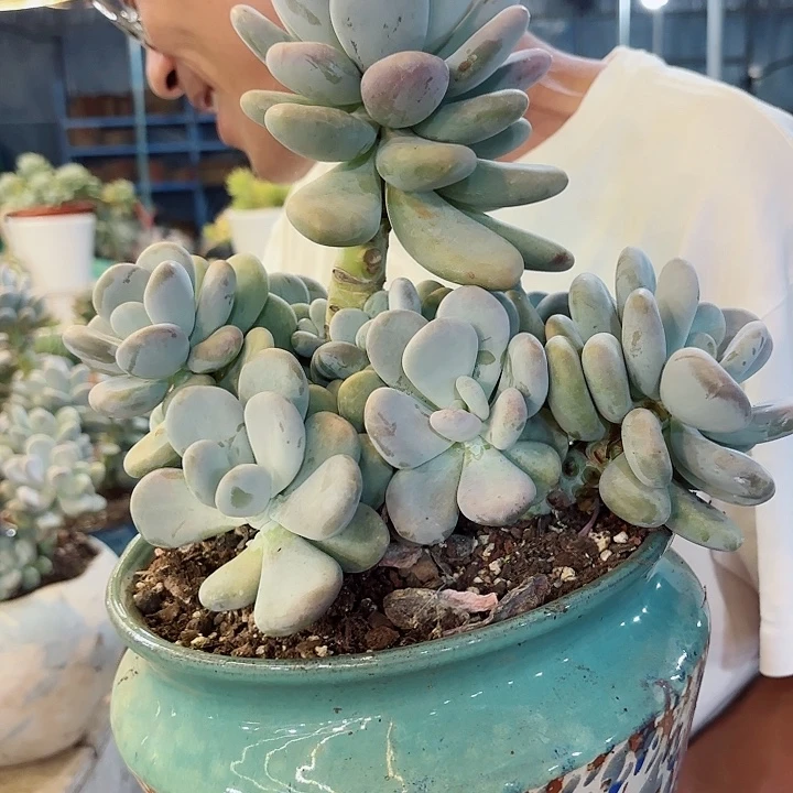 橙雪球老桩整装多肉