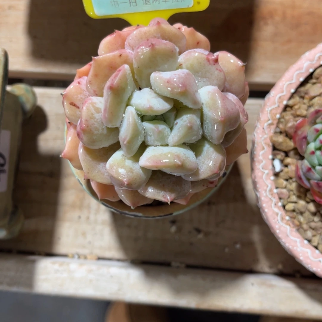 诚***属云尘多肉一物一拍不含盆1272