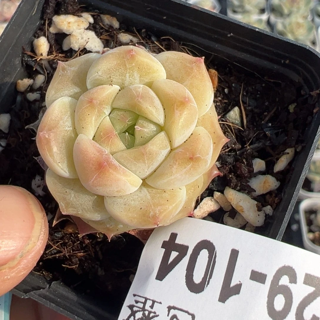 小卡拉米糖心一物一拍29-104