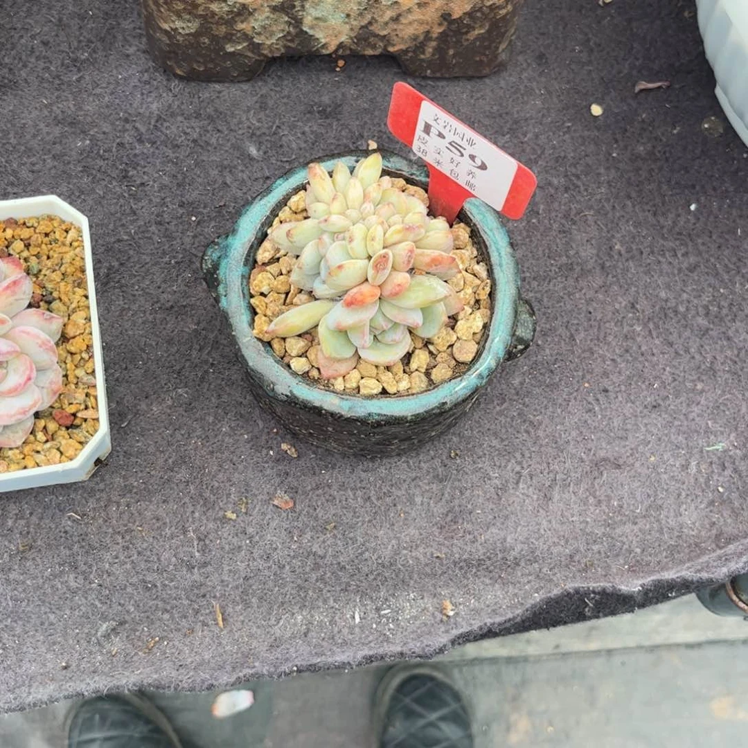 柚**甜多肉植物111111