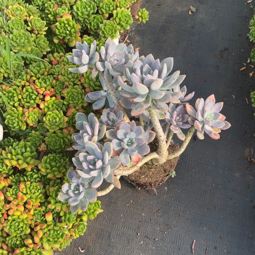 你*！老庄东美人多肉植物