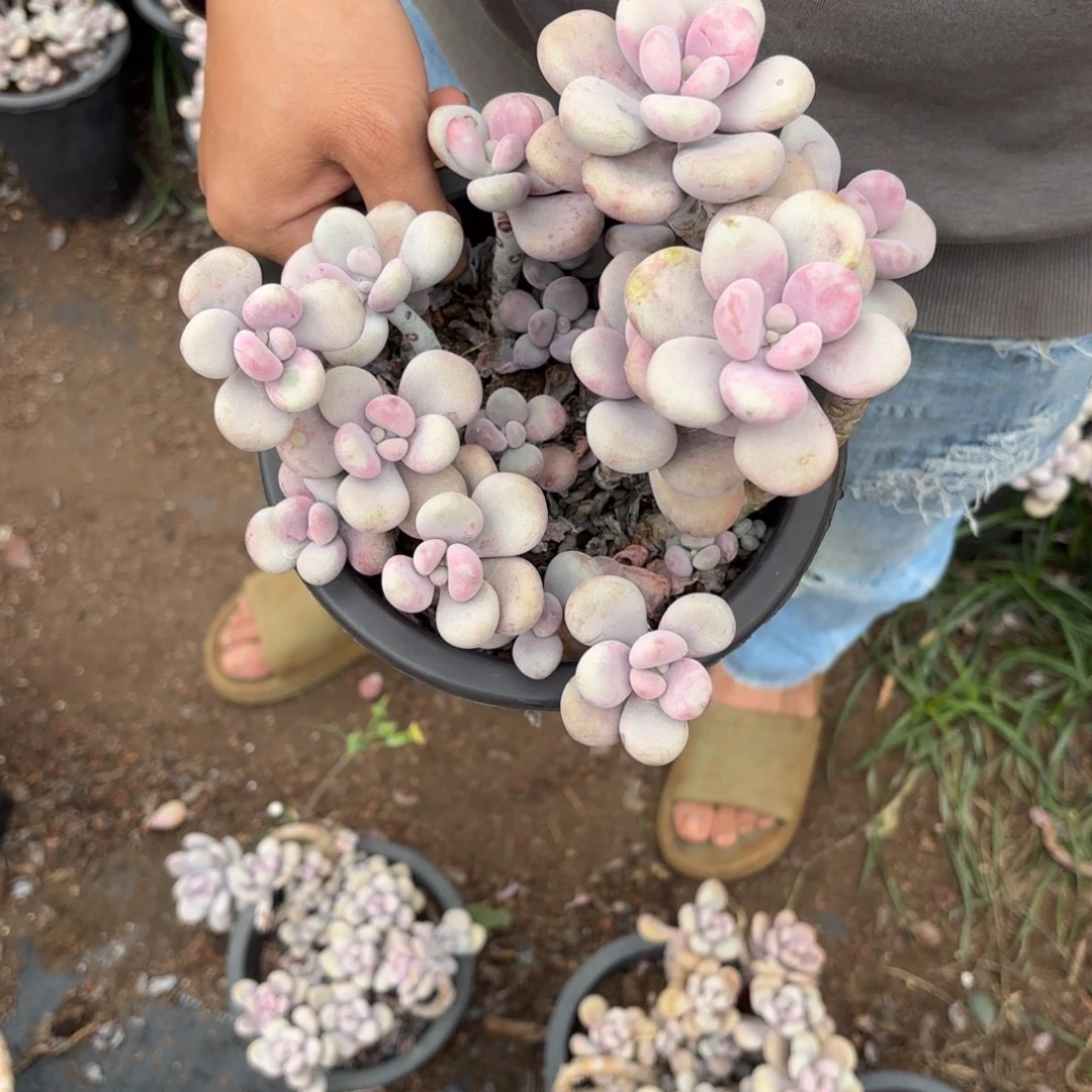 h*y14号老庄多肉植物