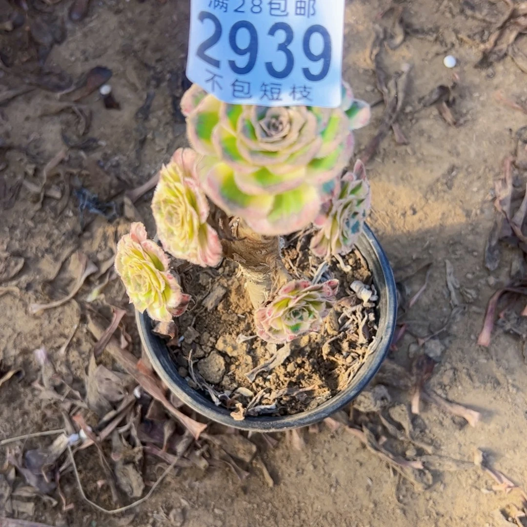 拉丝锦锦多肉植物2939