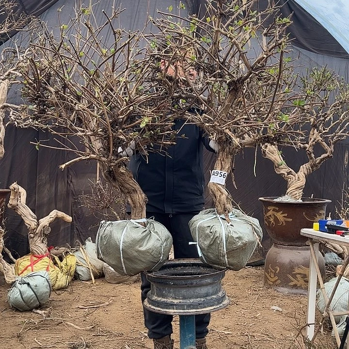 W***玉全部花朵金银花888888