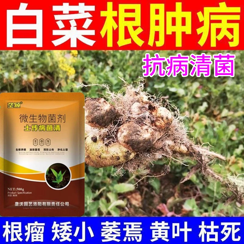 白菜根肿病专用肥料小白菜大白菜根部疙瘩大头蔬菜根腐烂根叶子病