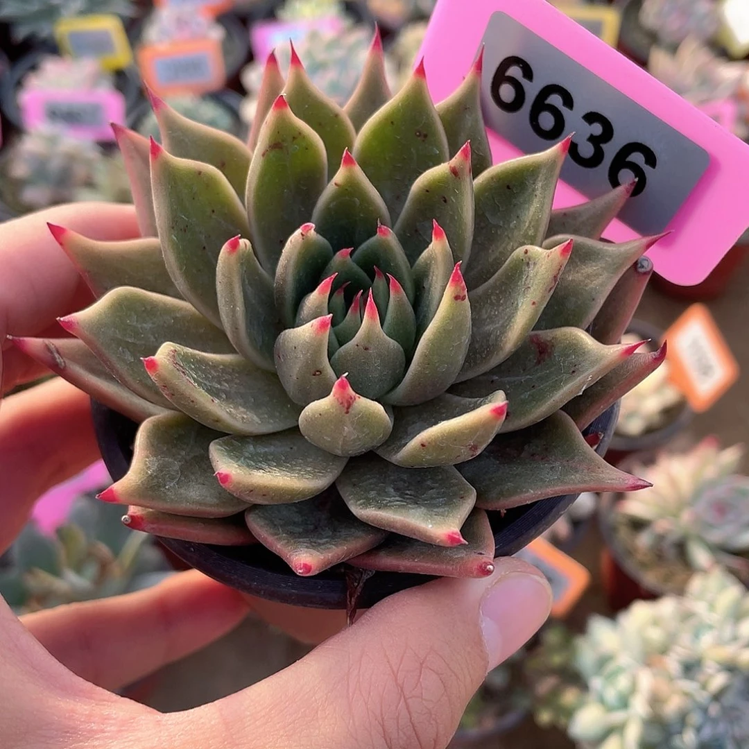 暗金爪6636号多肉