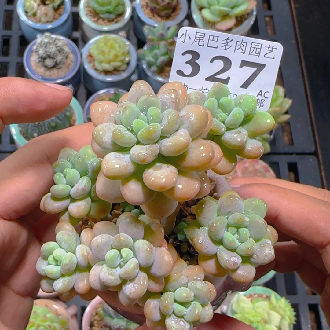 AC小尾巴5CM迷你拇指盆栽精控多肉327