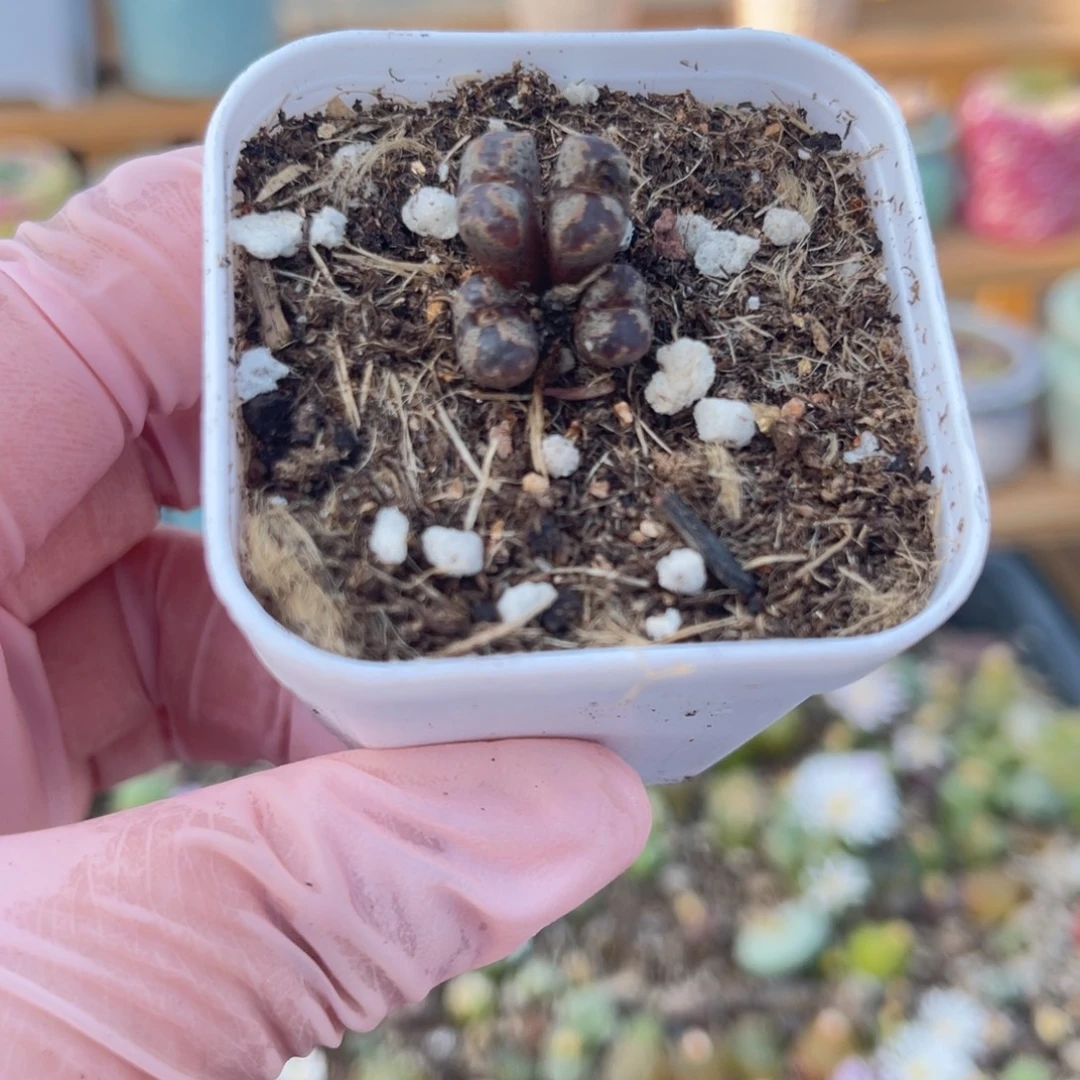 多肉植物一物一拍59