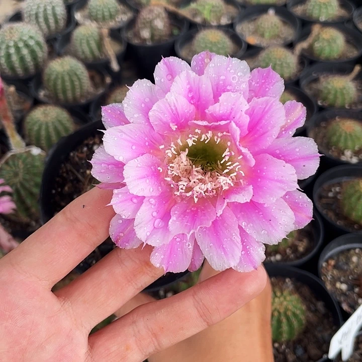 代烟花自根6公分左右满18包邮