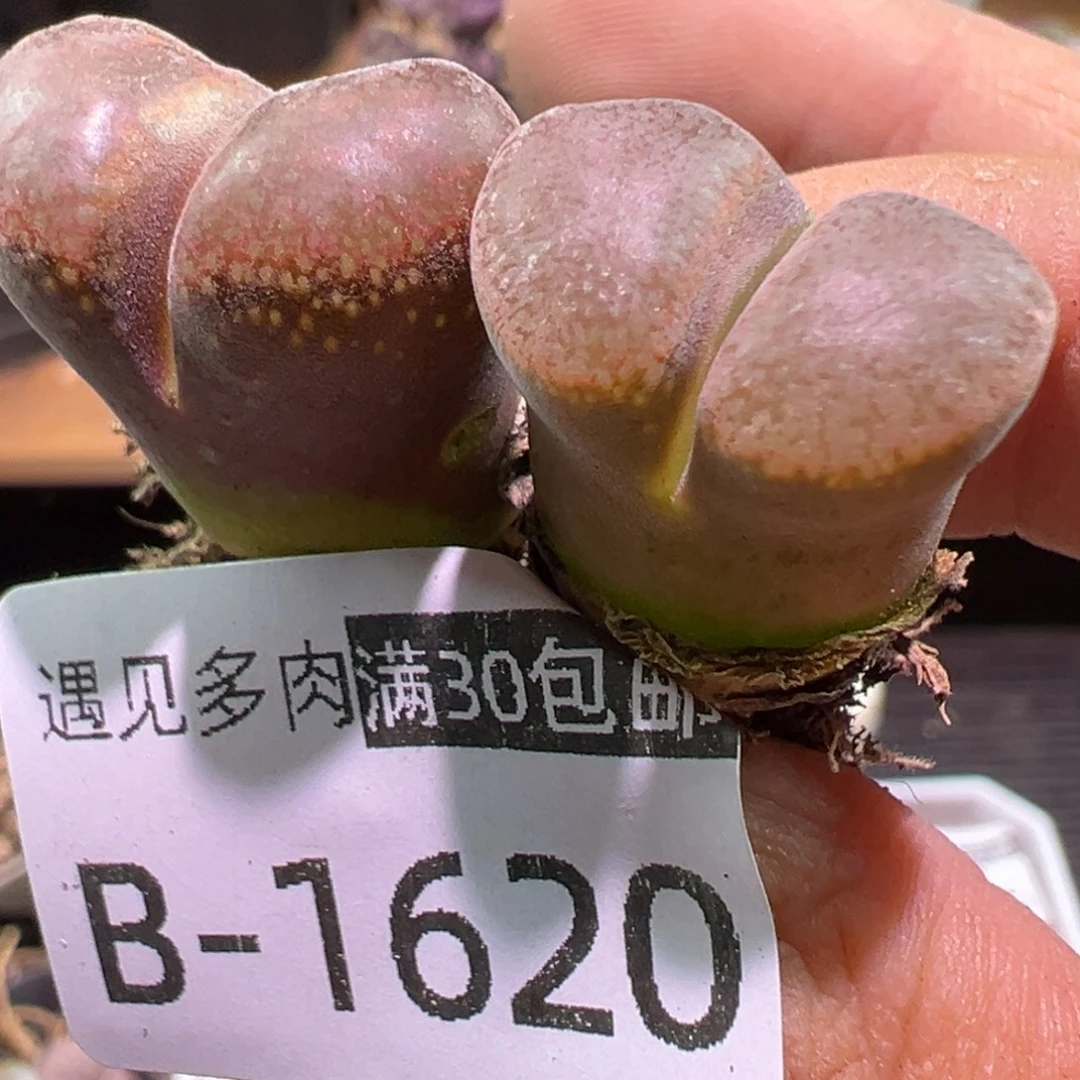 多肉植物1111111111111