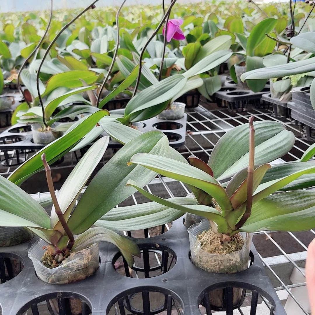 无花朵大辣椒带花剑2颗2.5杯叶子易开裂无售后