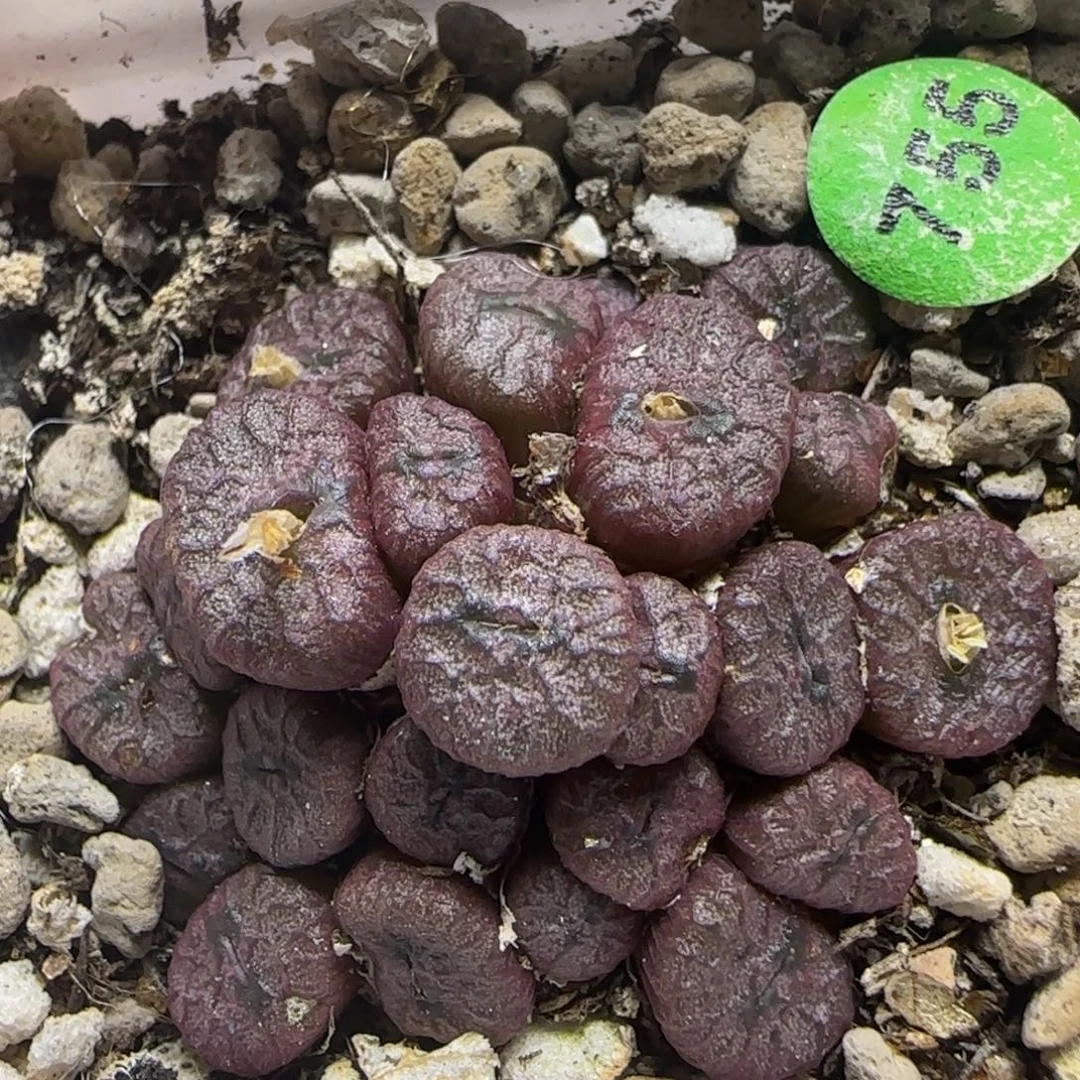嘟嘟嘴铜壶多肉植物755