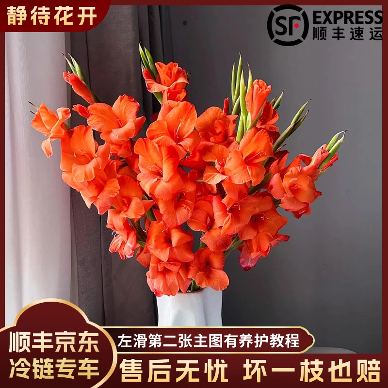 【静待花开】心想事橙-A级剑兰云南鲜花斗南花卉基地顺丰包邮高品质