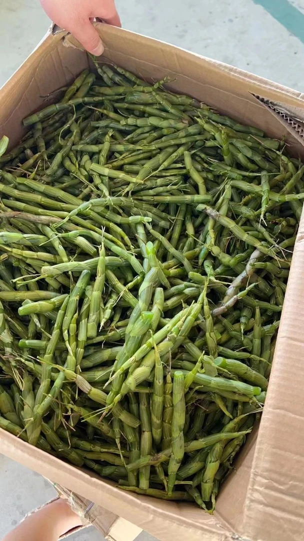 山地王----珍虫石斛鲜条