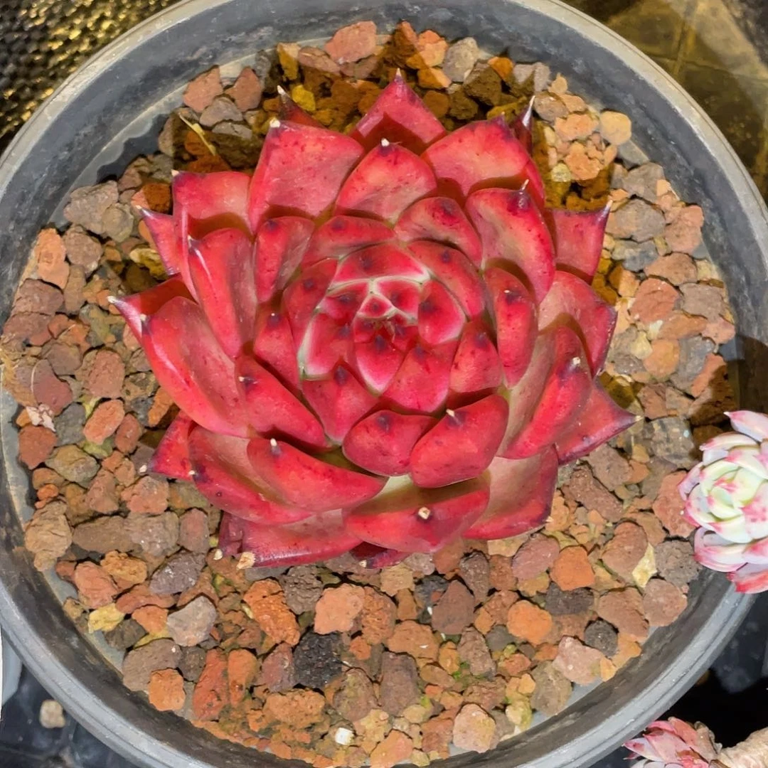 多肉植物一物一拍