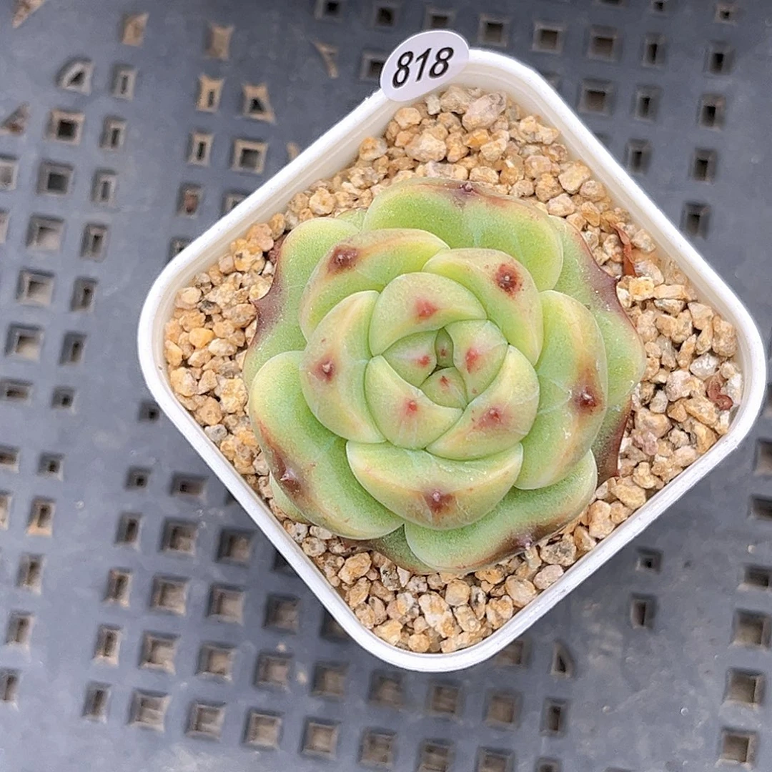 818 新品珍妮  满18包邮