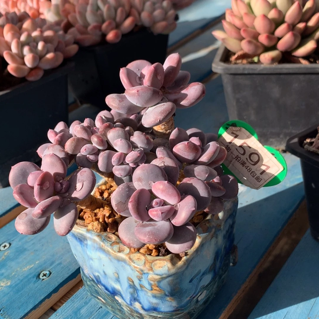 圆叶灰姑娘老桩无砍1591