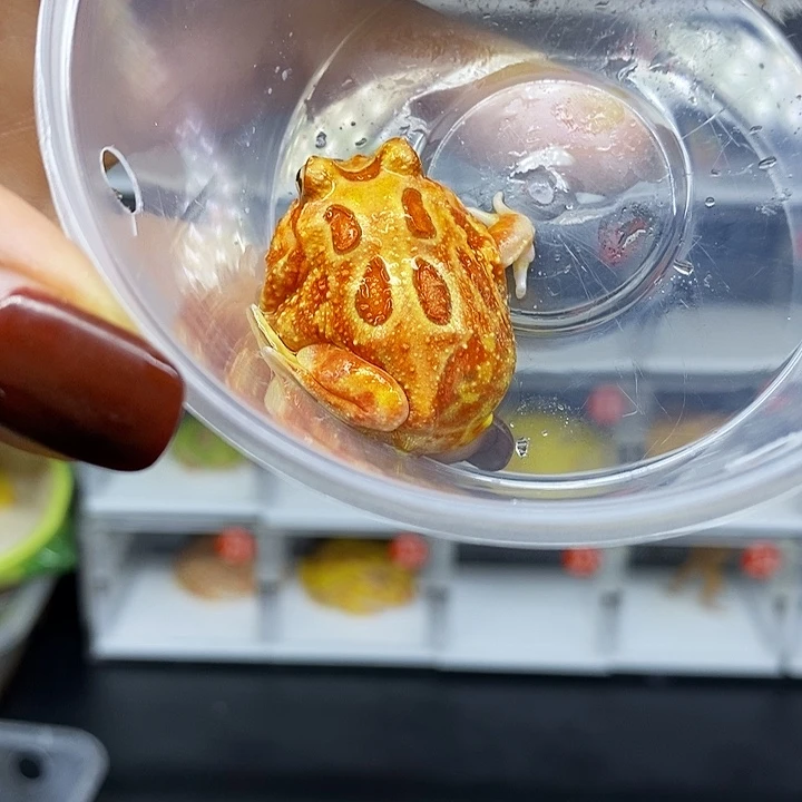 角蛙三条腿角蛙南美