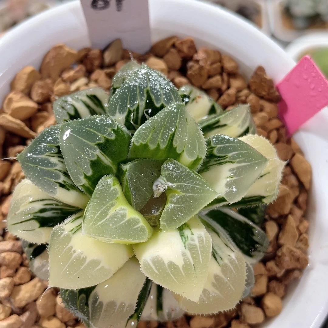 87芷寿锦。            