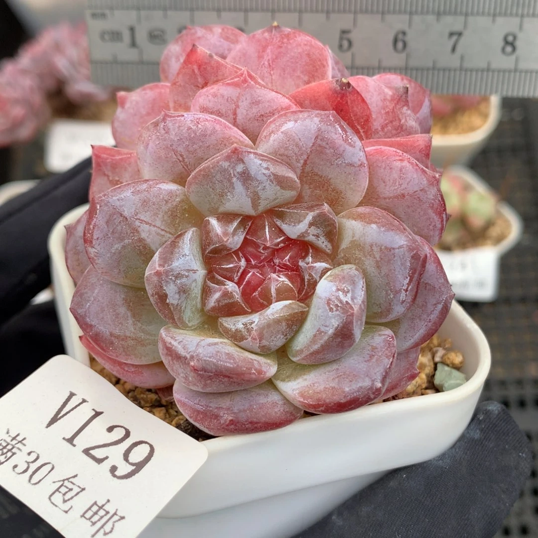 129。老桩秘境琥珀。双头。