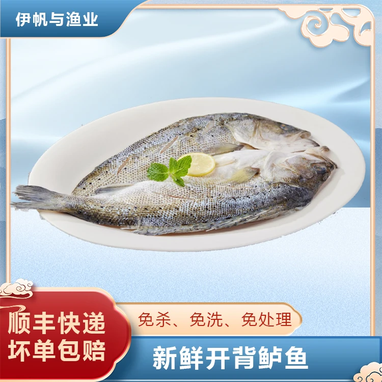 【5条】500-540g/条 活鱼新鲜杀白蕉鲈鱼