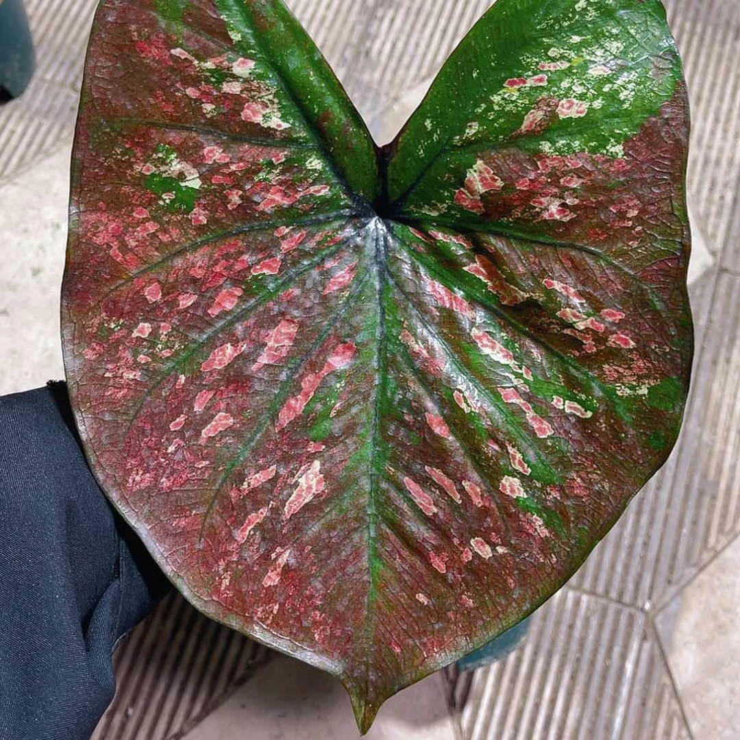 完全开放3682泰彩