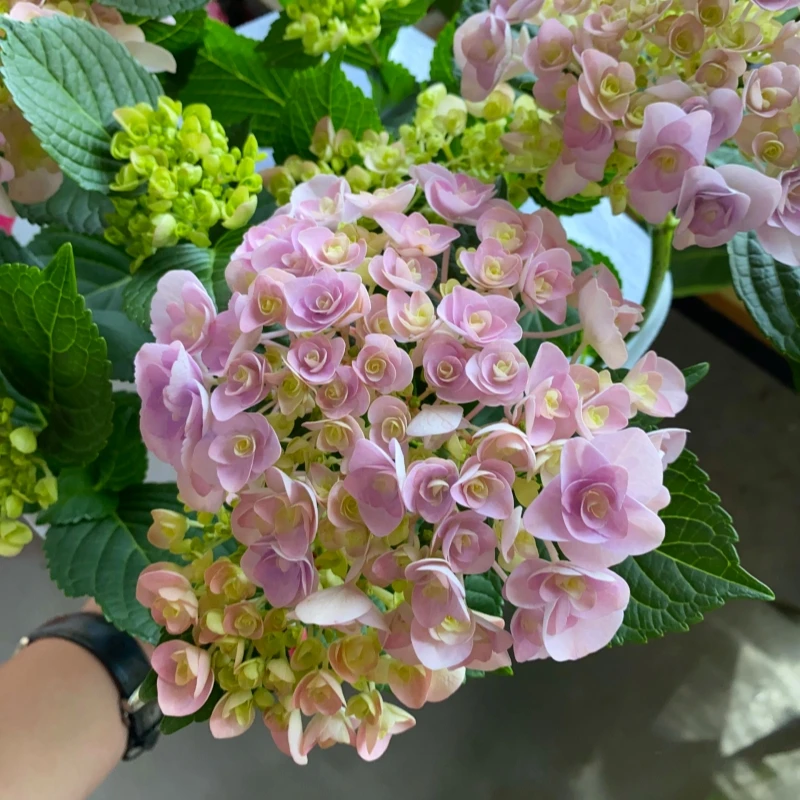 【妖精之吻】绣球花盆栽带花苞室内外花期长易爆花庭院木本植物