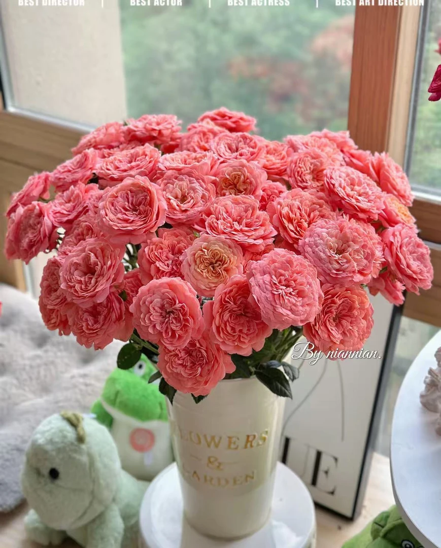 【花谷】杏色果汁多头云南玫瑰现采现发 全场任意两单升级冷链发货