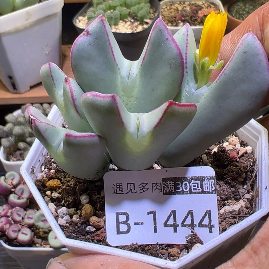 多肉植物111111111111