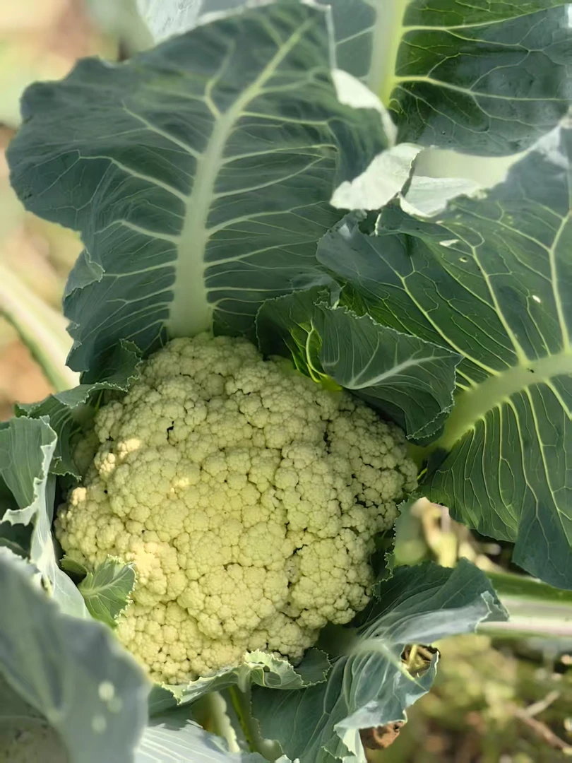 当季蔬菜组合山东生态农场黄瓜包菜菜花当天采摘新鲜绿色又健康