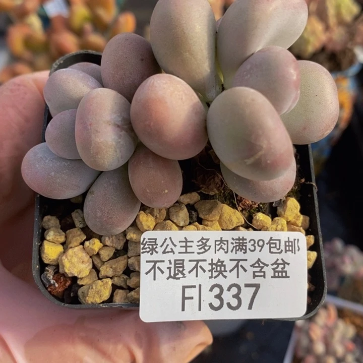 橙雪球6cm337多肉植物