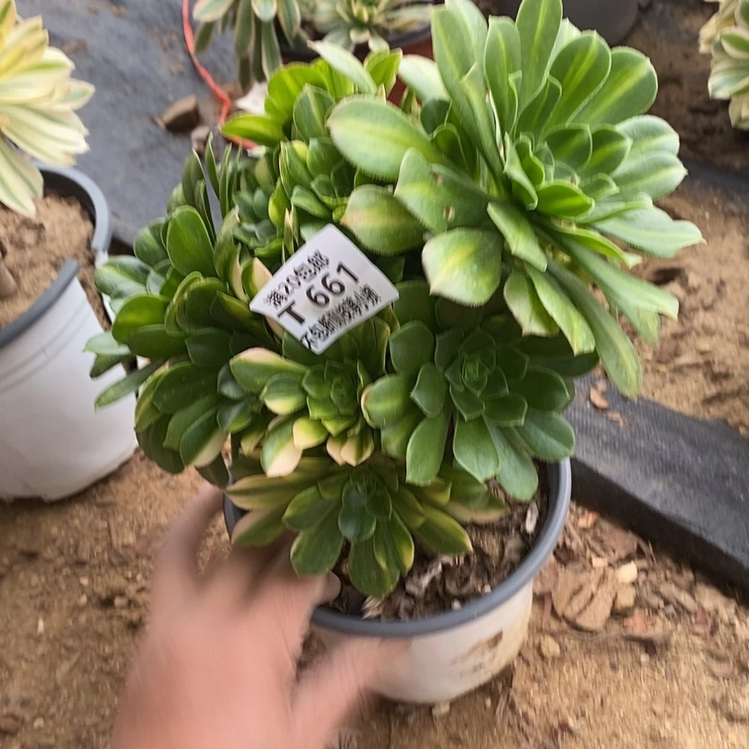 661五彩琉璃多肉有砍