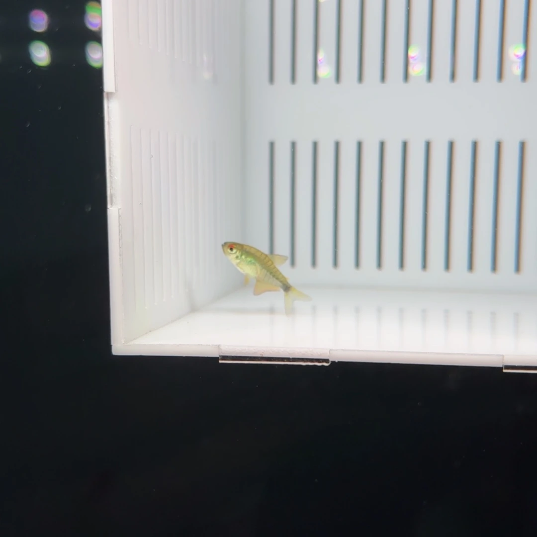 X***T灯科鱼虎纹凯蒂一条