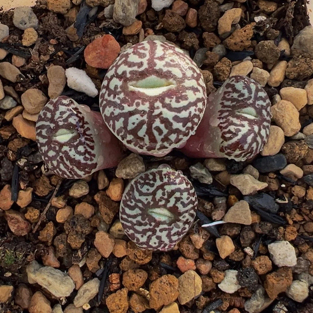 221多肉植物种类多样