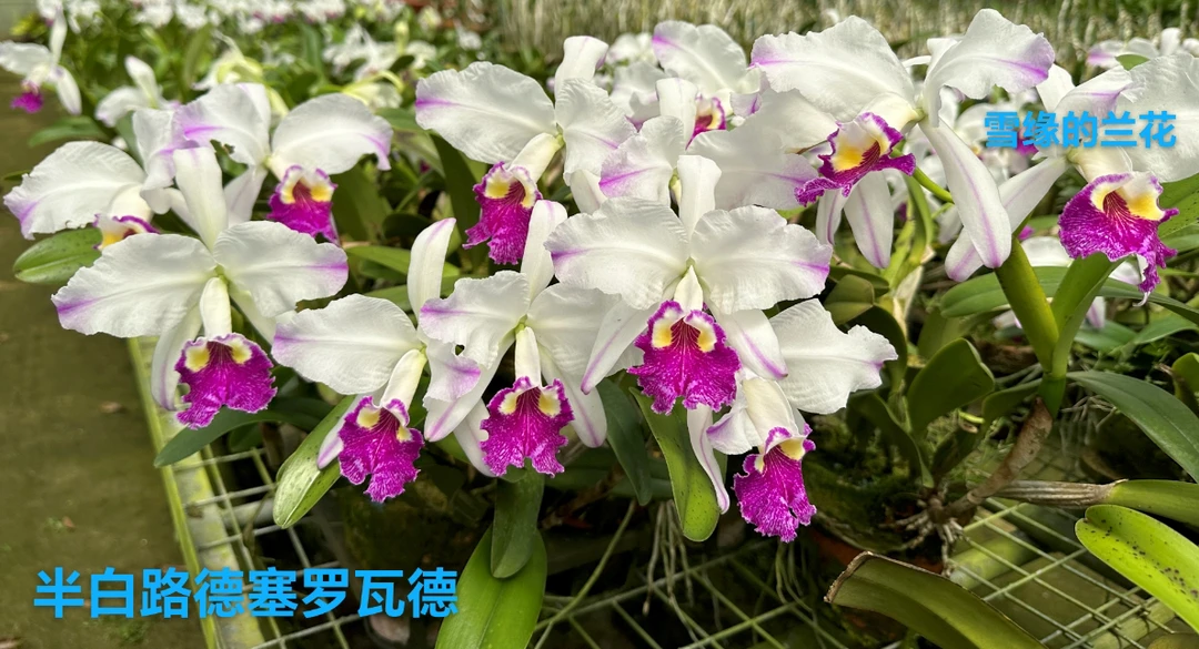 半白路德C.luddemanniana ‘Cerro Verde’塞罗瓦德 大花原卡