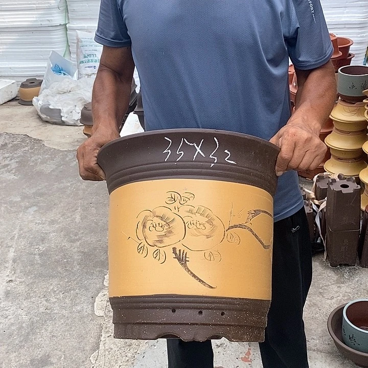 紫砂花盆盆栽植物种植