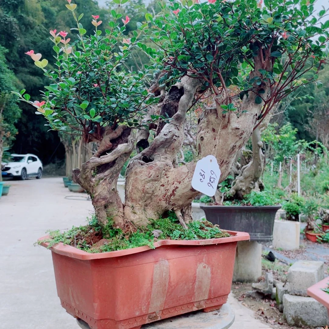 无花朵赤楠赤楠赤楠