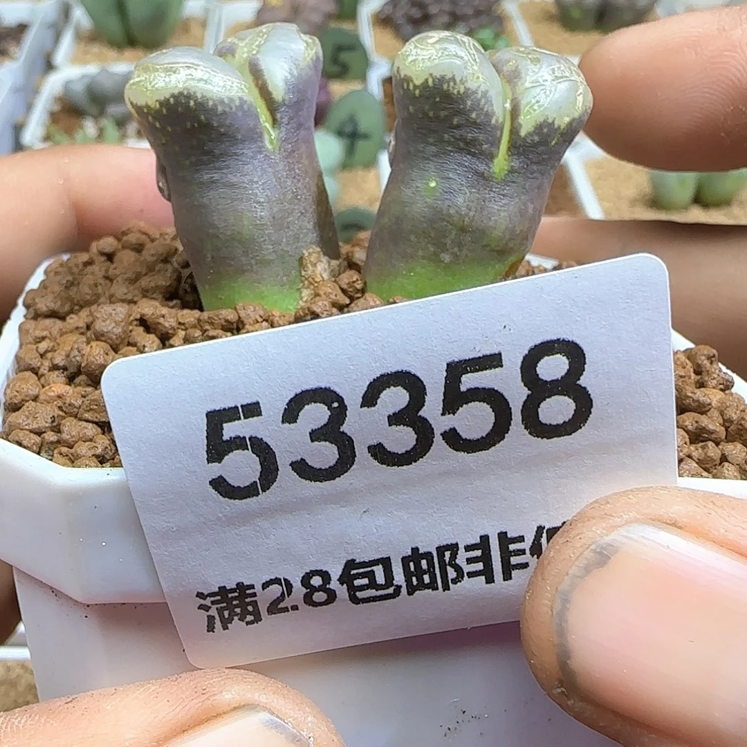 d***o哈哈哈哈哈哈哈53358