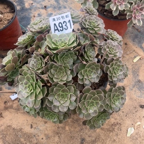 931荷兰玫瑰不包断枝