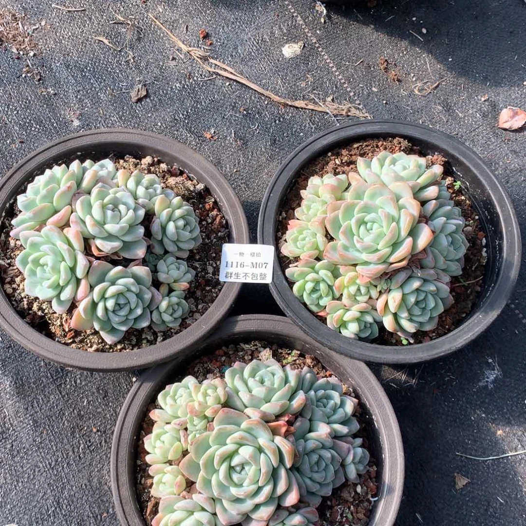 一物一框拍 1116-M07 群生不包整3颗