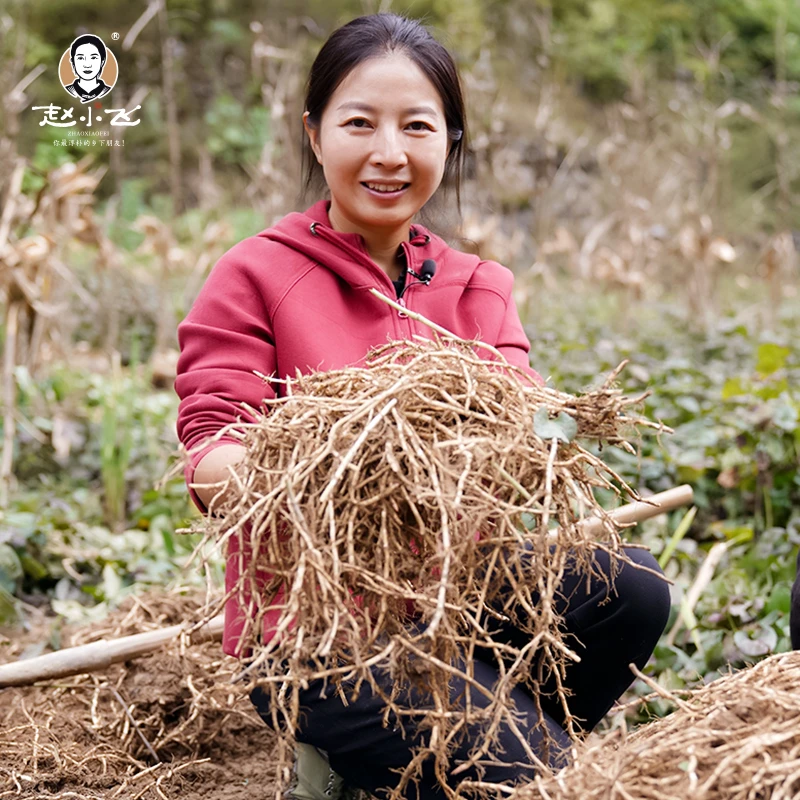 赵小飞贵州农家种植现挖折耳根2斤起