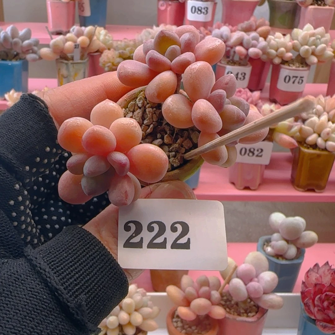 木糖醇222 ，带盆土发货，满38包邮非偏远。