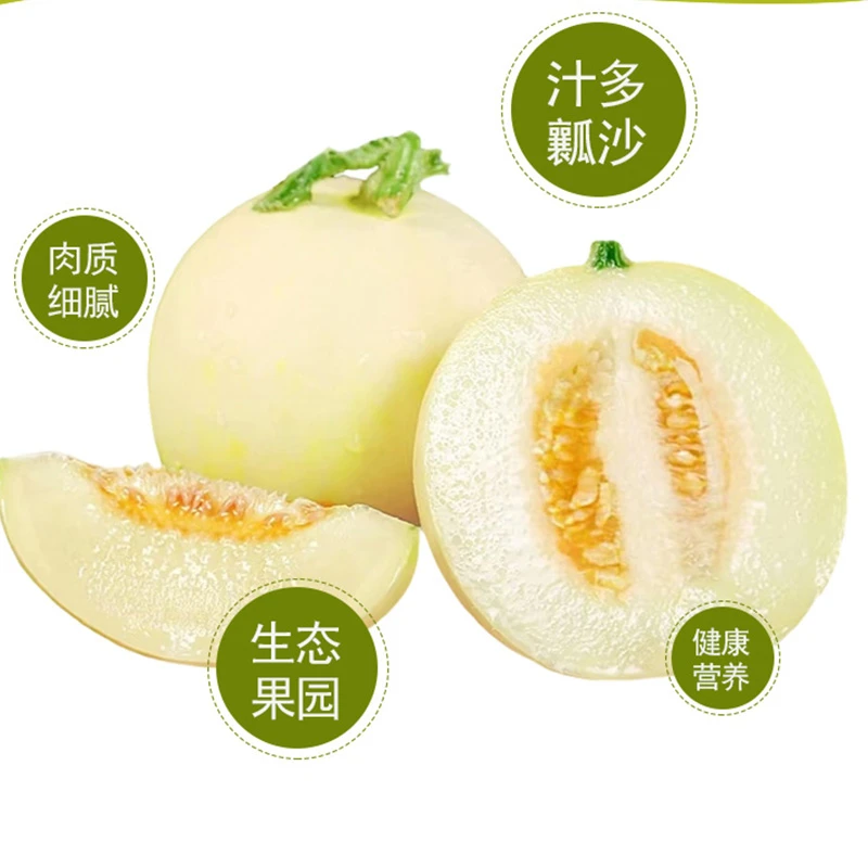 陕西阎良小籽甜瓜玉菇蜜瓜软糯香甜新鲜水果当季采摘低热量水果