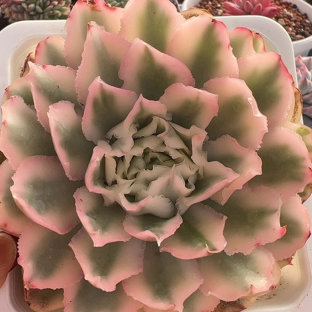 紫蝴蝶锦大单头多肉