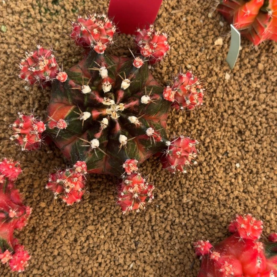 L522-0103泰国发货 红宝石之心