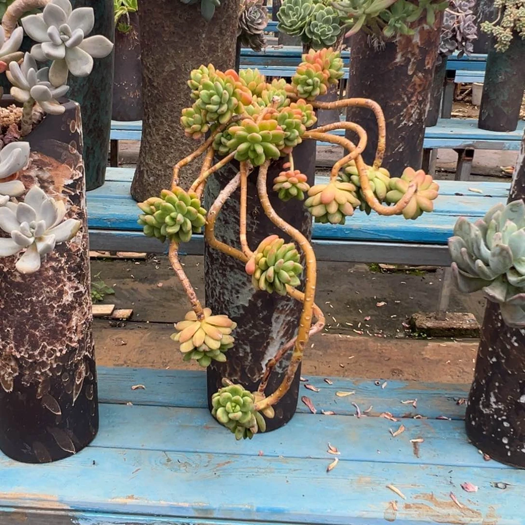 精品香格里拉妖桩 裸根