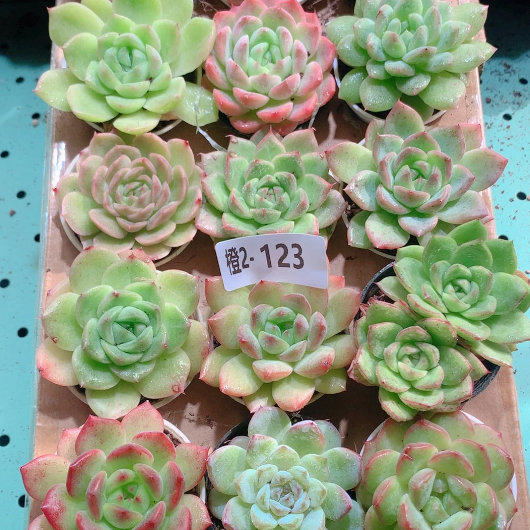 2-123一物一拍多肉带盆18颗