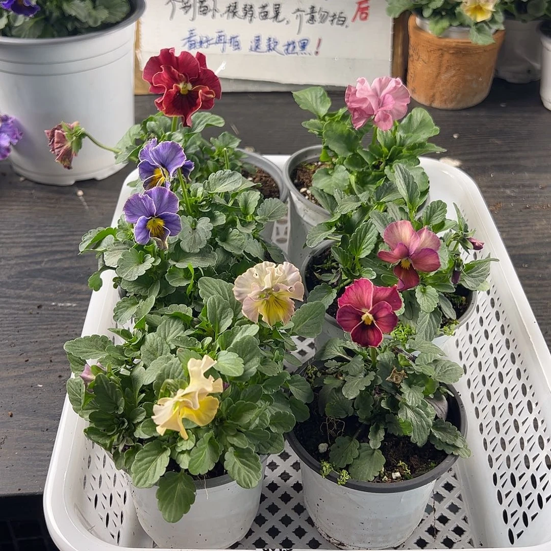 大部分花苞少量开放187号