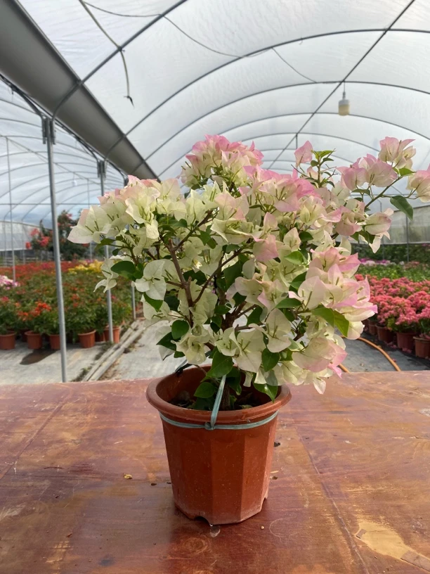 绿樱 三角梅盆栽